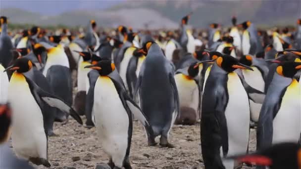 南ジョージアのキング ペンギンのコロニー — ストック動画