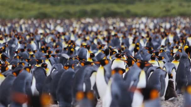 Kuningas Penguin Siirtomaa Etelä Georgiassa — kuvapankkivideo