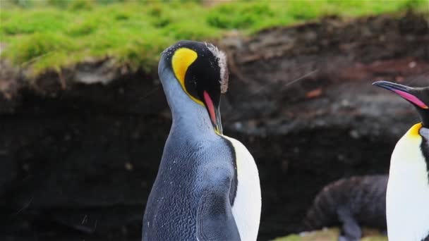 Pinguim Rei Geórgia Sul — Vídeo de Stock