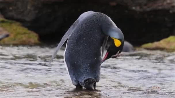 Pingüino Rey Georgia Del Sur — Vídeos de Stock