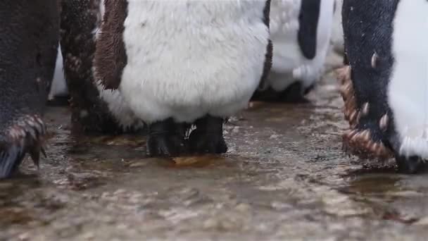 南ジョージアのキング ペンギンのコロニー — ストック動画