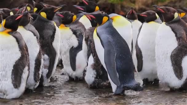 南ジョージアのキング ペンギンのコロニー — ストック動画