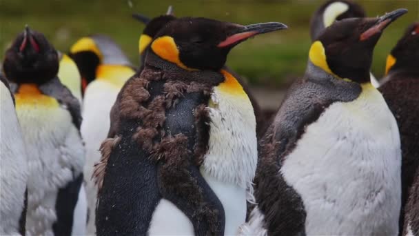 Королівський Пінгвін Колонії Півдні Грузії — стокове відео