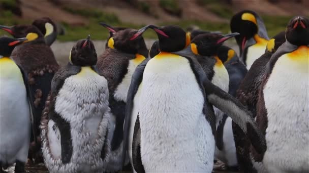 Pingwin Królewski Kolonii Georgia Południowa — Wideo stockowe