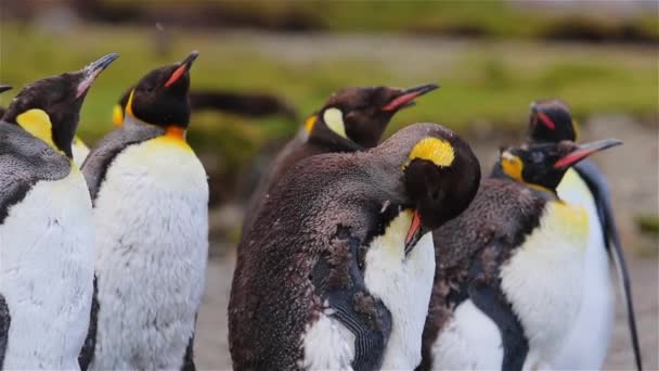 King Penguin Colonie Sur Géorgie Sud — Video