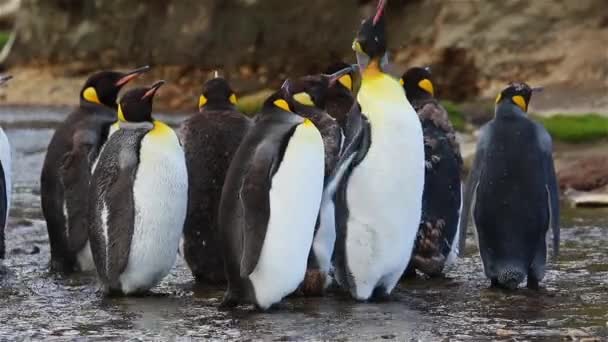 Tučňák Patagonský Kolonie Jižní Georgie — Stock video