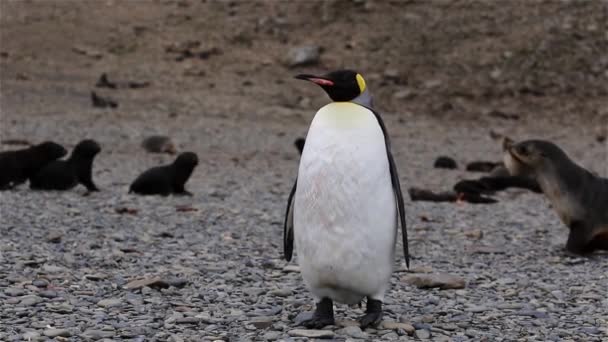 Pingüino Rey Georgia Del Sur — Vídeos de Stock