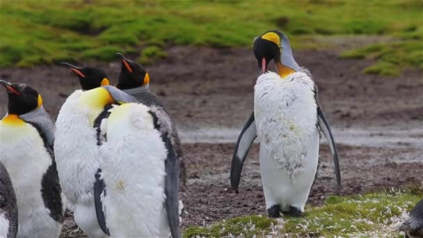 Kral Penguen Güney Georgia — Stok video