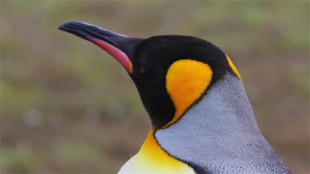 Pinguino Reale Sulla Georgia Del Sud — Video Stock