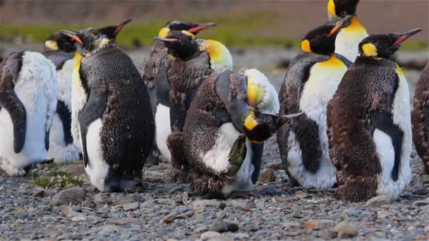 Colonia King Penguin Georgia Del Sur — Vídeo de stock