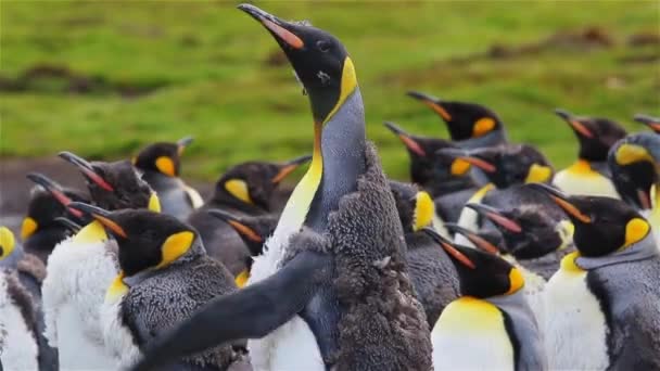 Colonia King Penguin Sulla Georgia Del Sud — Video Stock