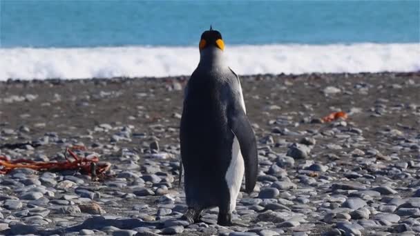 Pinguino Reale Sulla Georgia Del Sud — Video Stock