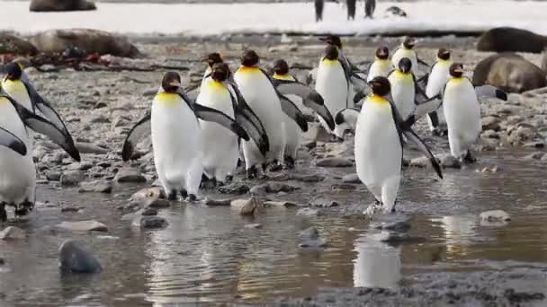 Колония Пингвинов Юге Джорджии — стоковое видео