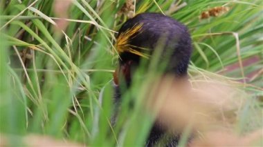 Makarna penguenler Güney Georgia Adası'nda