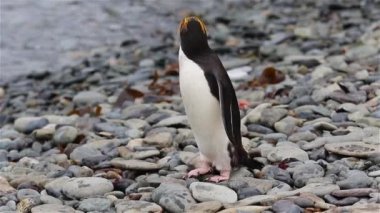 Makarna penguenler Güney Georgia Adası'nda
