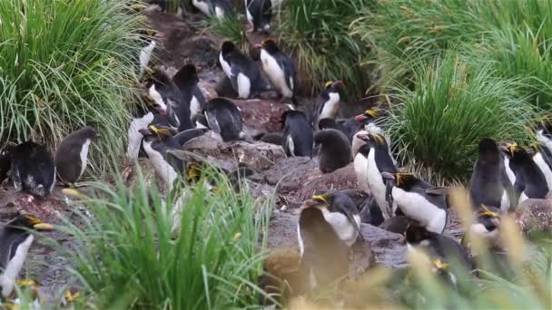 Macaroni Penguins South Georgia Island — Stock Video