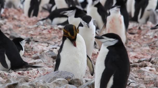 Макаронные Пингвины Острове Южная Джорджия — стоковое видео