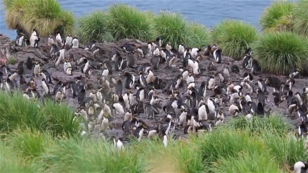 Macaroni Pinguïns Zuid Georgië Eiland — Stockvideo