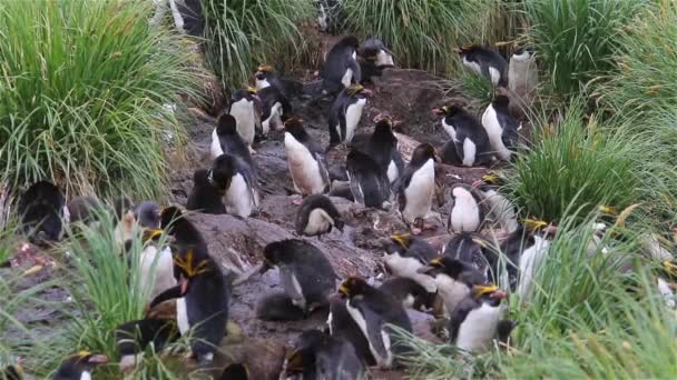 Macaroni Pinguïns Zuid Georgië Eiland — Stockvideo