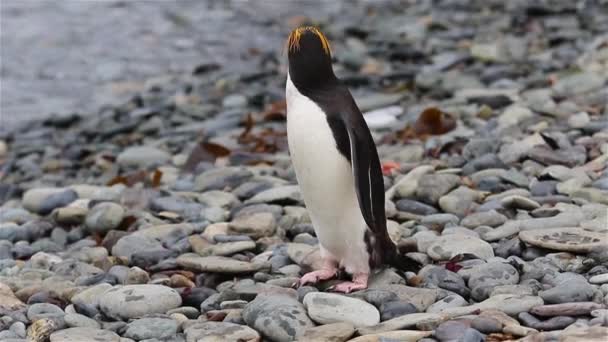 Pinguini Maccheroni All Isola Della Georgia Del Sud — Video Stock