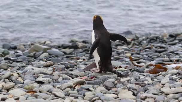 Pinguini Maccheroni All Isola Della Georgia Del Sud — Video Stock