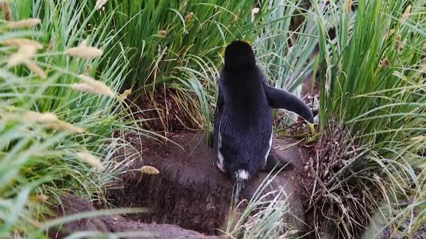 Pinguins Macarrão Ilha Geórgia Sul — Vídeo de Stock