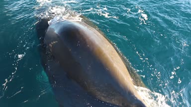 Balina yakın çekim Antarktika içinde