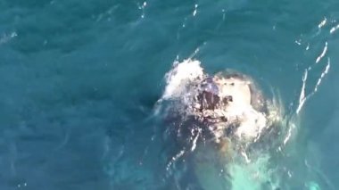 Balina yakın çekim Antarktika içinde