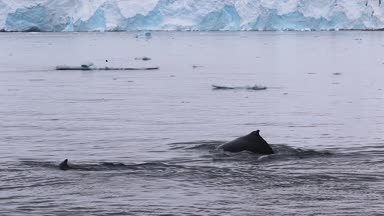 Kambur balina Antarktika