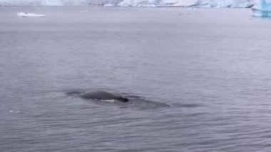 Kambur balina Antarktika