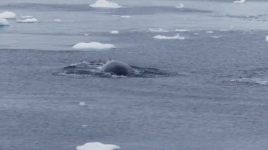 Kambur balina Antarktika