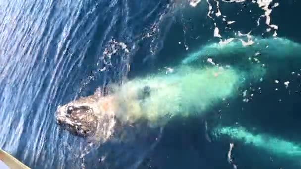 Whale Nära Håll Antarktis — Stockvideo