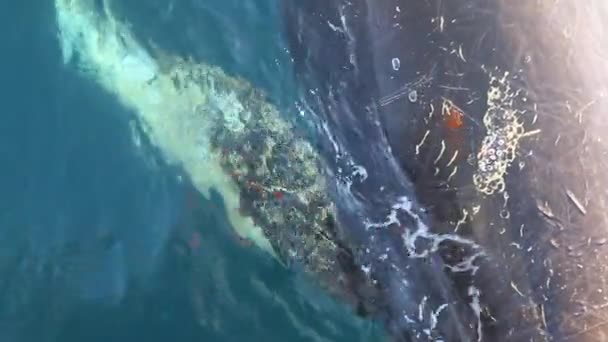 鲸鱼关闭在南极洲 — 图库视频影像