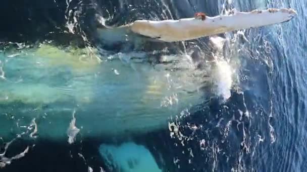 Walvis Close Antarctica — Stockvideo