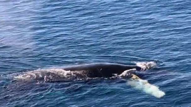 Whale Nära Håll Antarktis — Stockvideo