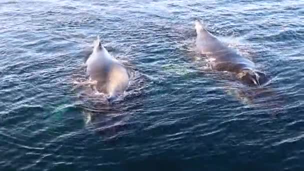 南极洲的两只鲸鱼 — 图库视频影像