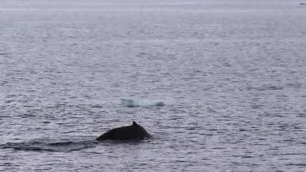 Ballena Jorobada Antártida — Vídeo de stock