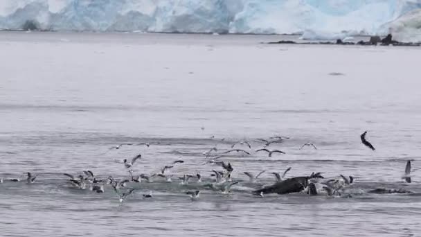 Alimentation Des Baleines Antarctique — Video