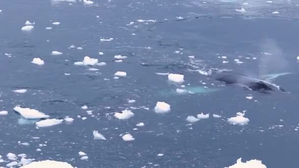 Rorqual Bosse Antarctique — Video