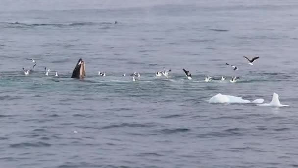 Φάλαινες Τρέφονται Στην Ανταρκτική — Αρχείο Βίντεο