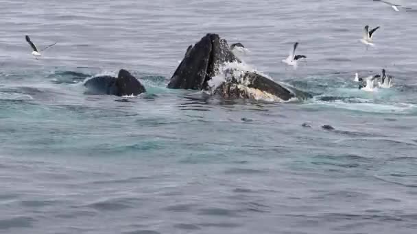 Ballenas Alimentándose Antártida — Vídeo de stock