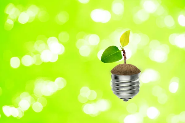 生态概念 以波克光为背景的灯泡中的小绿色芽树生长 — 图库照片