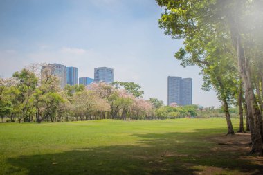 Arka planda şehir binaları ile kamu parkta yeşil çim çim çayır alanı ve ağaçlar Güzel.