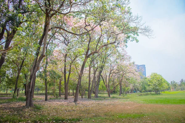 Piękny Zielony Trawnik Drzewa Błękitnym Niebem Parku Publicznym — Zdjęcie stockowe