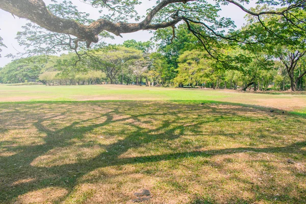 Beautiful green lawn and trees with sunlight in public park.