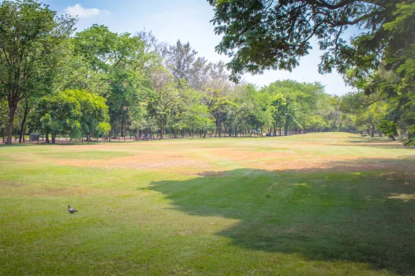 公共の公園の青い空と美しい緑の芝生と木々 — ストック写真