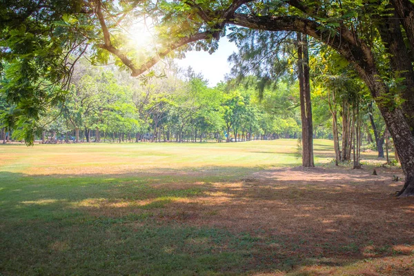 公共の公園の美しい緑の芝生と木の枝 — ストック写真
