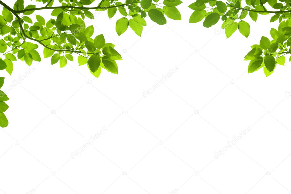 Green leaves and branches isolated on white background.