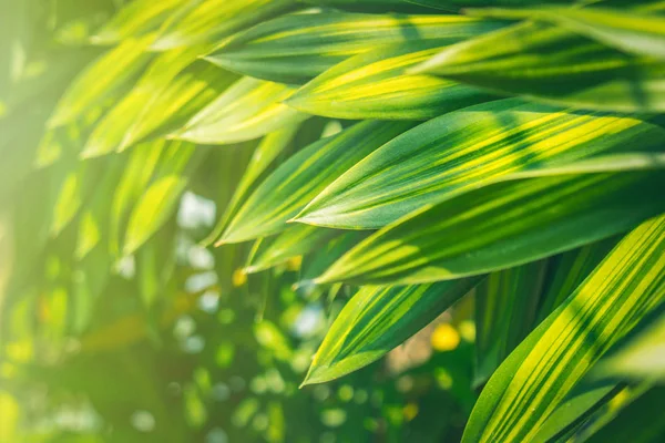 Natural Background Concept : Green natural view of Close up green leaves in garden with sunlight in the morning.