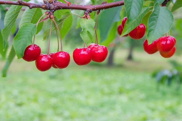 Close Groep Van Rijpe Verse Rode Kersen Hangen Kersenbomen Fruit — Stockfoto